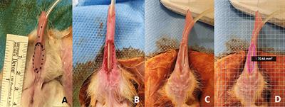 Creation of Tissue-Engineered Urethras for Large Urethral Defect Repair in a Rabbit Experimental Model